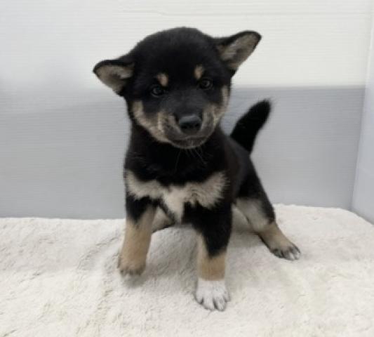 柴犬