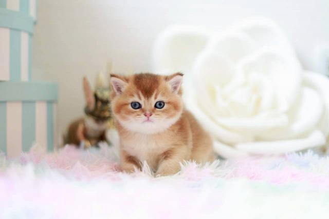 ブリティッシュショートヘア