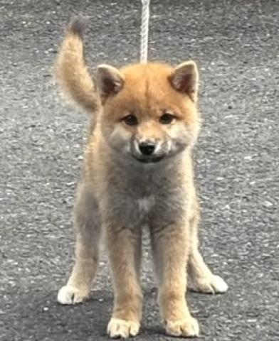 柴犬【売り切り特価】【プレミアクラス】の柴犬⭐️差し尾の希少な子⭐️おトイレは覚えた賢い子⭐️お散歩デビューしました⭐️そろそろドッグショーに出すトレーニングしてます⭐️お問い合わせ4件入ってます🌸