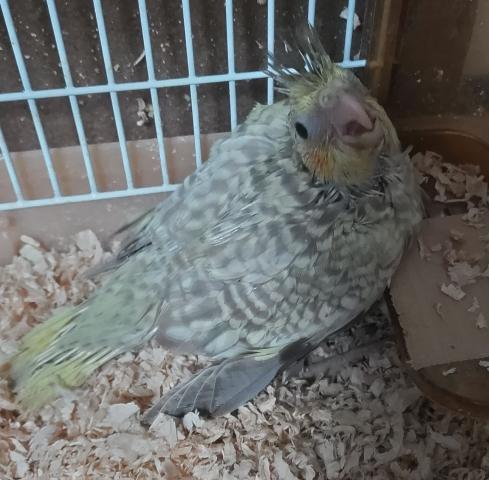 オカメインコ