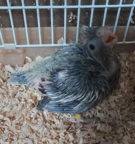 オカメインコ