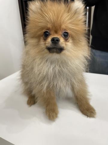 ポメラニアン