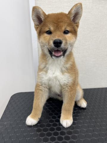 柴犬