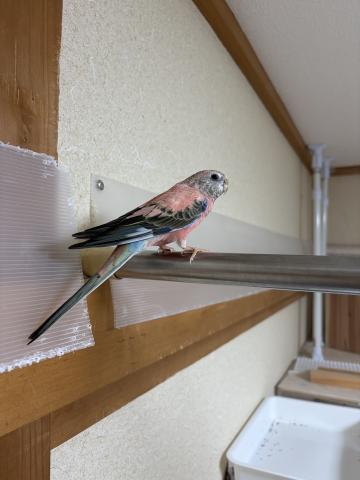 アキクサインコ