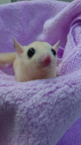 フクロモモンガ リューシ