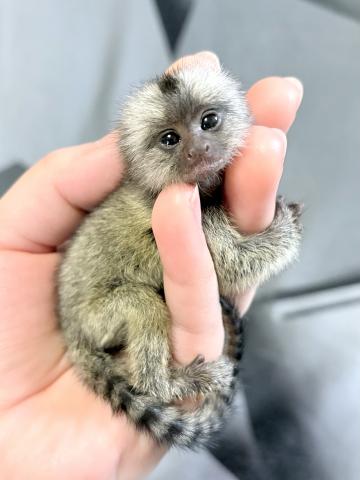 コモンマーモセット