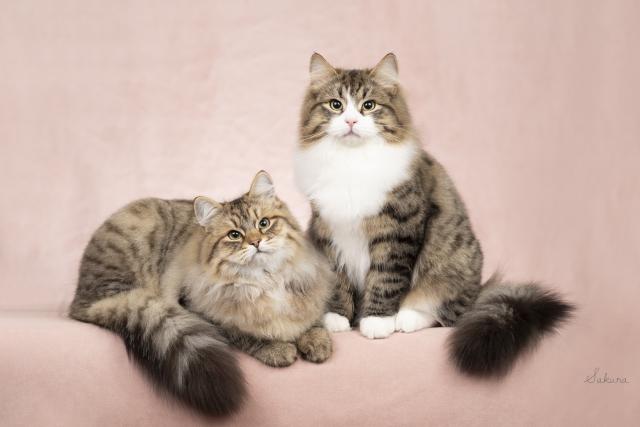 Cattery ORSETTO