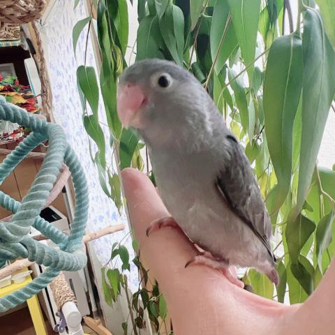 マメルリハ インコ  ブラックモーブ
