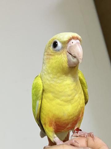 ウロコインコサンチーク