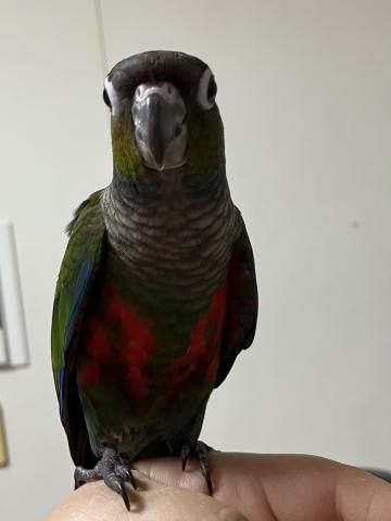 アカハラウロコインコ