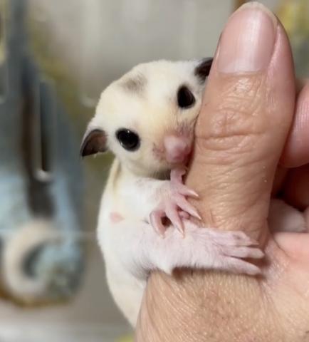 モザイクヘテロリューシ