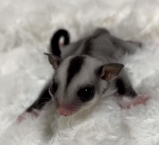 モザイク
