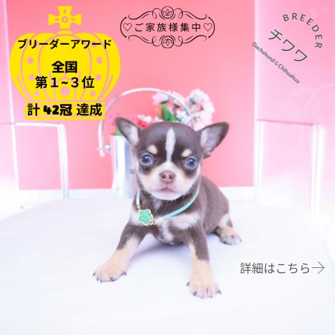 チワワ　スムース