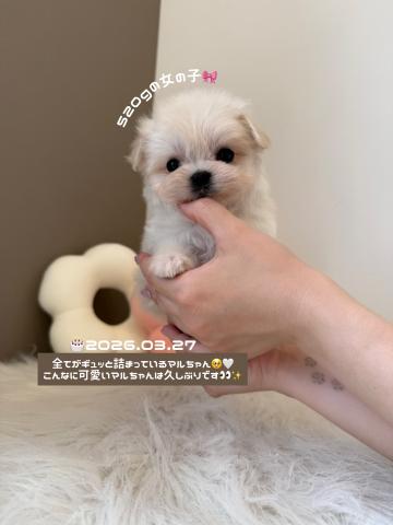 マルチーズ全てがギュッと詰まっているマルちゃん‎🤍☆お迎え総額☆