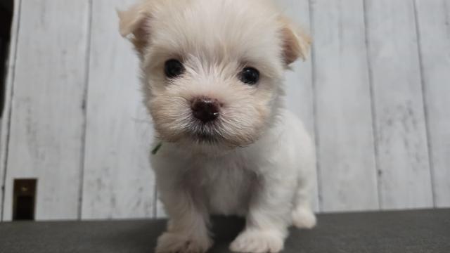 MIX
