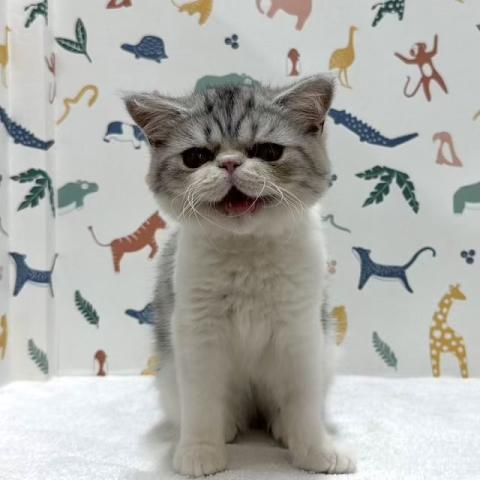 エキゾチック