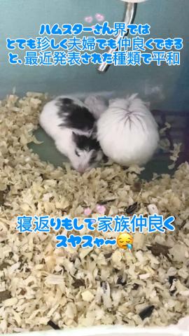 ロボロフスキー ハムスター 超ベビー☘️