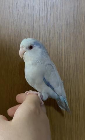 マメルリハ　ファロー