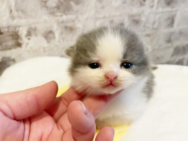 ブリティッシュショートヘア