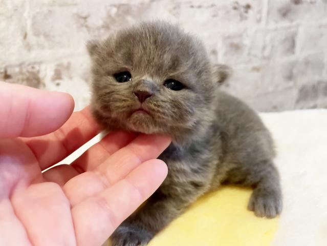 ブリティッシュショートヘア
