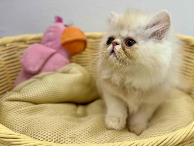 エキゾチック