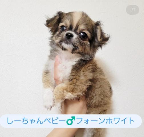 チワワ（ロングコート）
