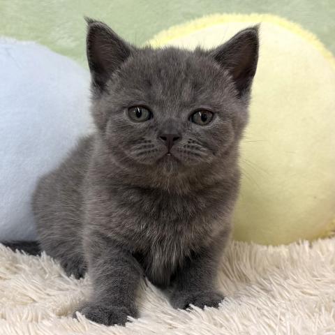 ブリティッシュショートヘア