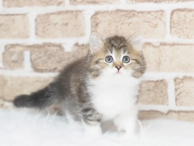 サイベリアン