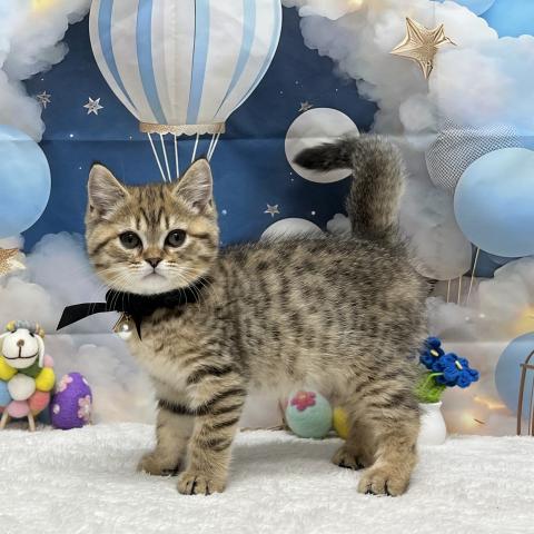 ブリティッシュショートヘア