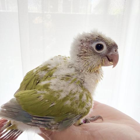 ウロコインコ②