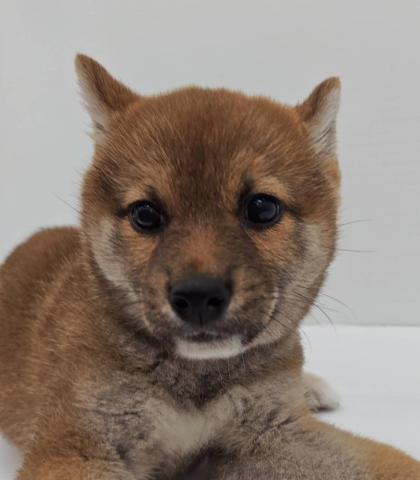 柴犬