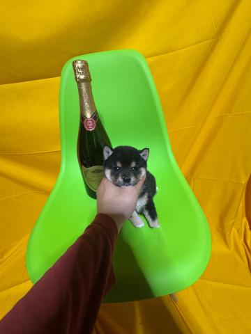 柴犬極小豆柴2.7kg成犬時予想✨