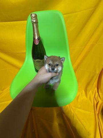 柴犬極小豆柴3.0kg成犬時予想✨
