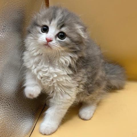 スコティッシュフォールド