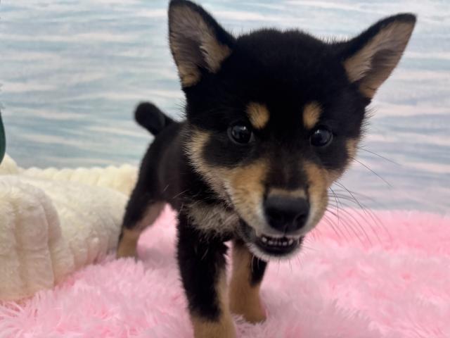 柴犬