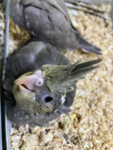 オカメインコ