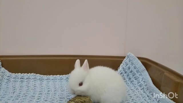 ネザーランドドワーフ