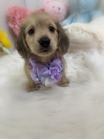 ミニチュアダックスフンド