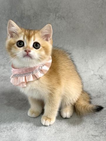 ブリティッシュショートヘア