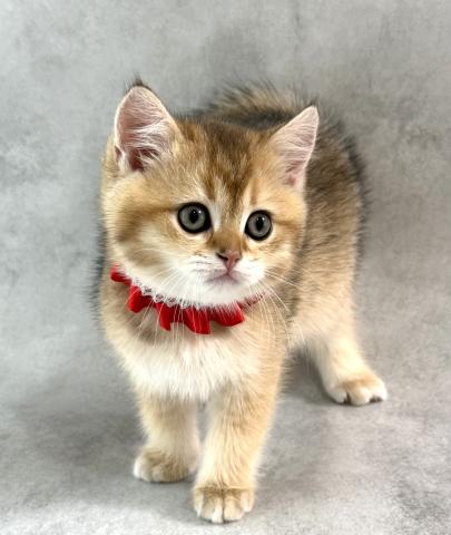 ブリティッシュショートヘア