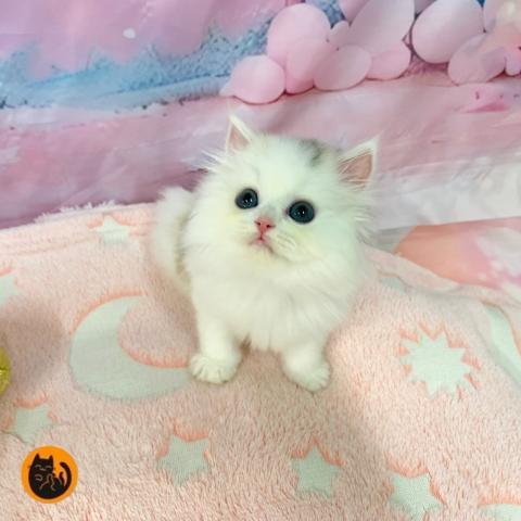 スコティッシュフォールド