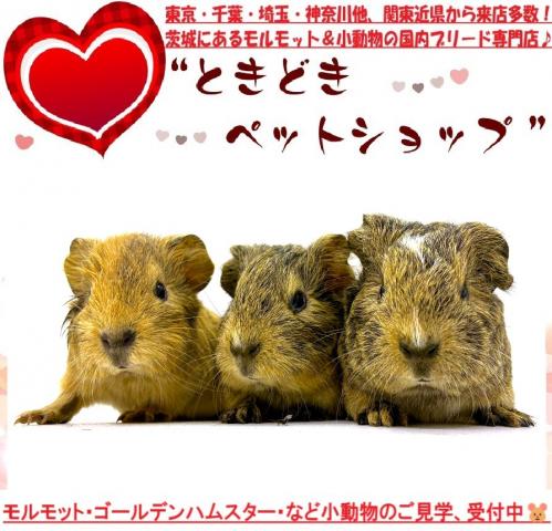 イングリッシュモルモット