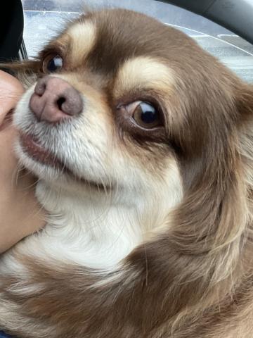 montersor kennel モントレゾー　ケネル