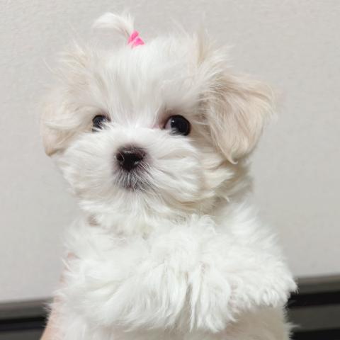 マルチーズ