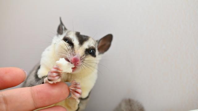フクロモモンガ 