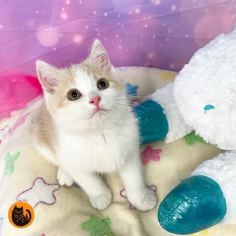 スコティッシュフォールド