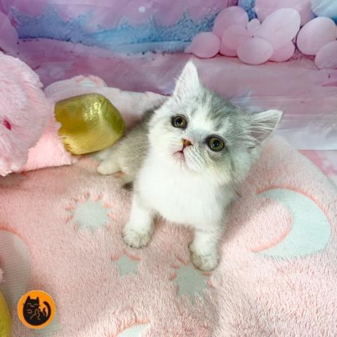 エキゾチックショートヘアー