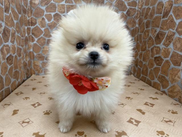 ポメラニアン