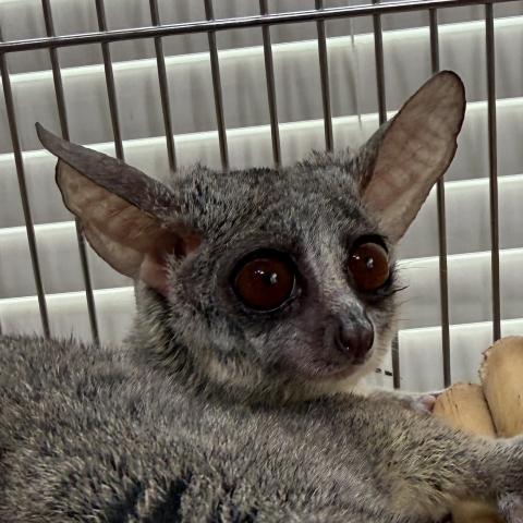 ショウガラゴ