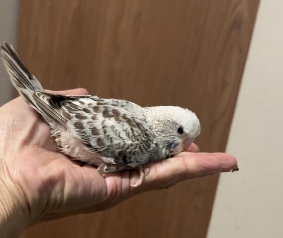 ジャンボセキセイインコ